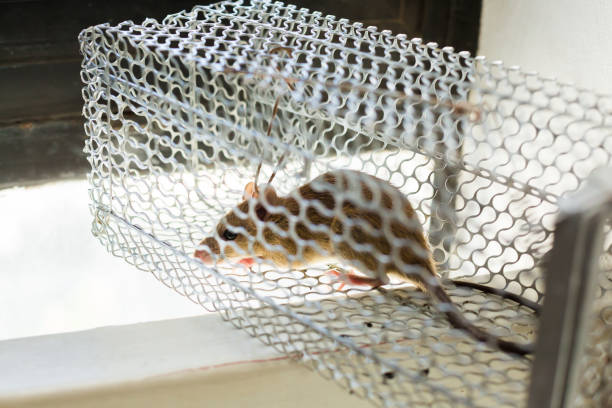 istock Selective focus to rat eye in a cage at home or office. 1256113641
