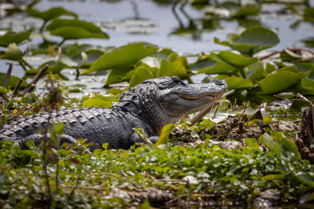 istock Alligator in a swamp in Florida 1256116218