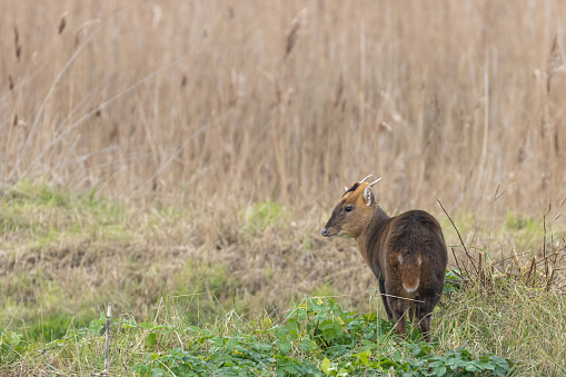 Muntjac deer standing near a reedbed in Norfolk