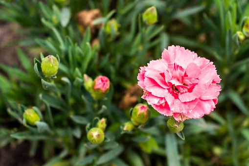 Beautiful pink vivid carnation / clove pink (Dianthus caryophyllus) in a flower pot in spring garden