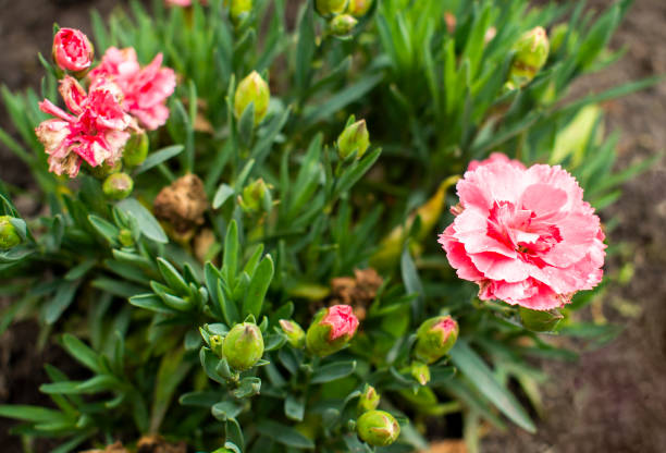 Carnation in blossom