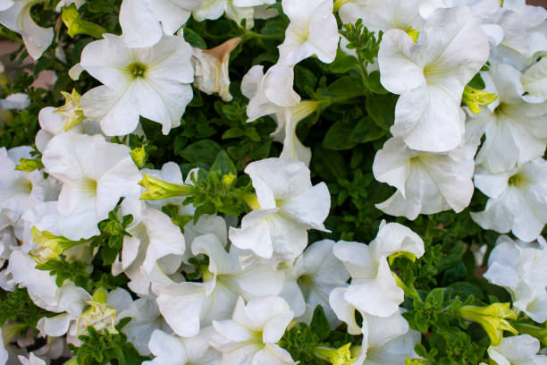 istock Delicate white petunia flowers with green leaves 1256116870
