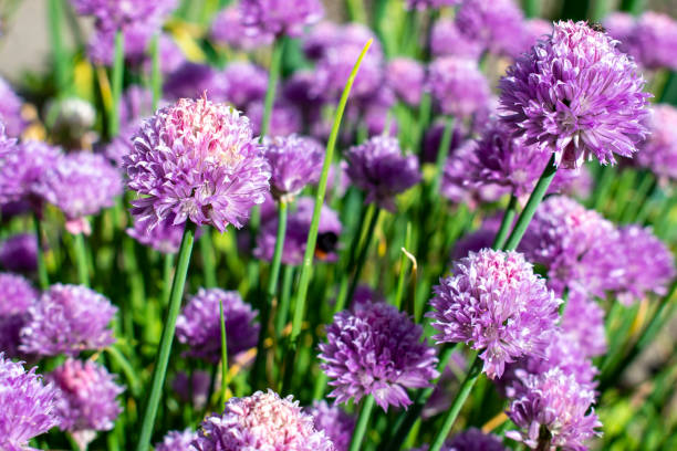 istock Fresh chive flowers on green grass 1256117526