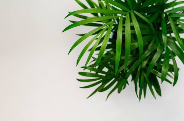 istock green home plant in a pot top view on a white background 1256117568