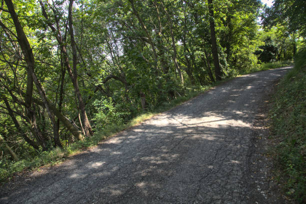 istock Shady road in a grove on a slope 1256117647