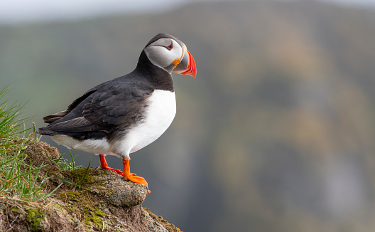 Puffins the east fjords region