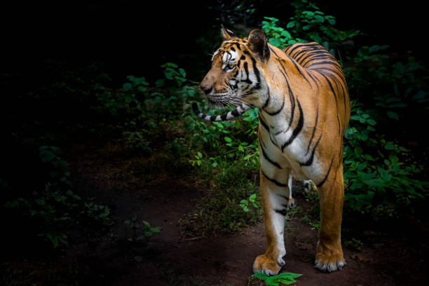 istock A tiger in a forest on a black background shows in the zoo. 1256118334