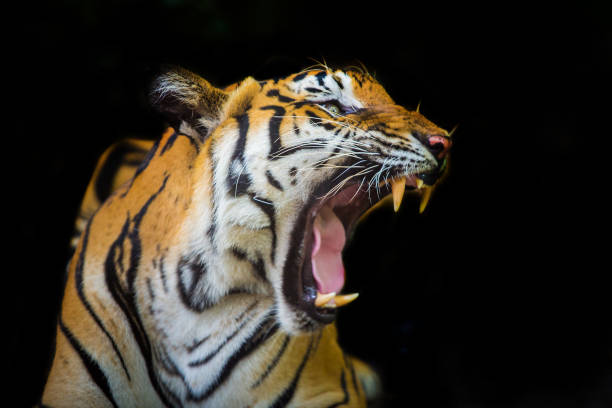 tygrys ryczy i widzi kły przygotowujące się do walki lub obrony. - roaring zdjęcia i obrazy z banku zdjęć