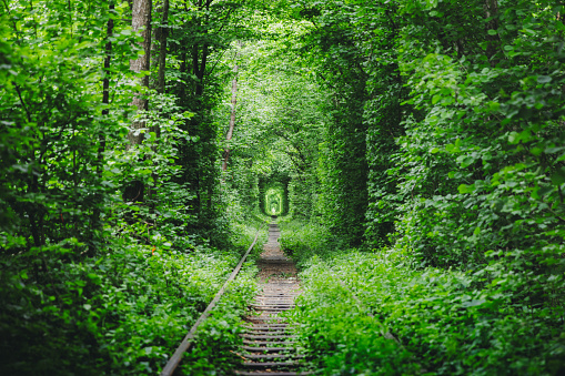 Dramatic view of the majestic green tunnel in the forest in Ukraine