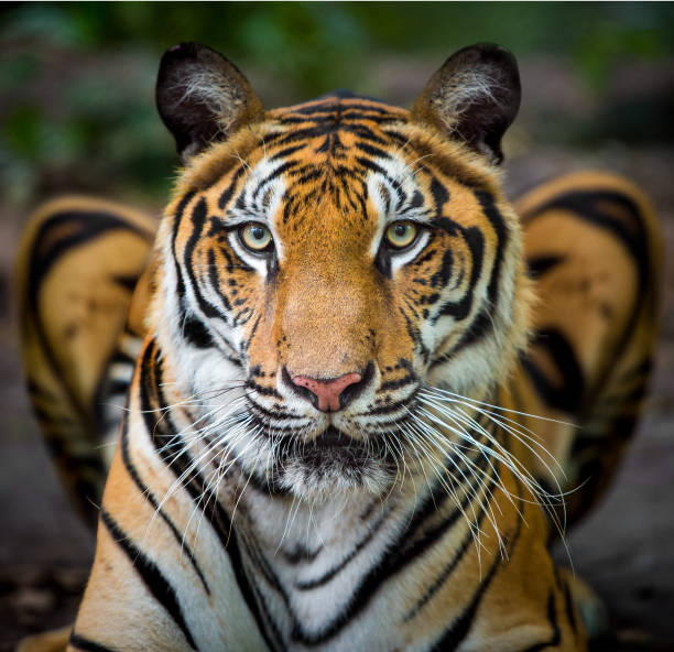 istock A tiger in a forest on a black background shows in the zoo. 1256118423