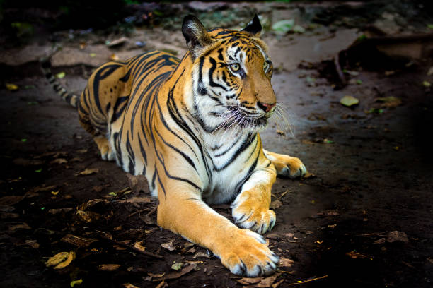 istock A tiger in a forest on a black background shows in the zoo. 1256118945