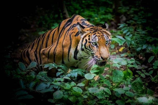 istock A tiger in a forest on a black background shows in the zoo. 1256119017