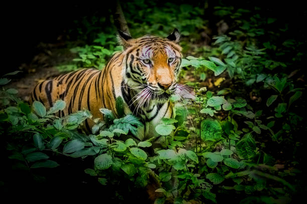 istock A tiger in a forest on a black background shows in the zoo. 1256119039