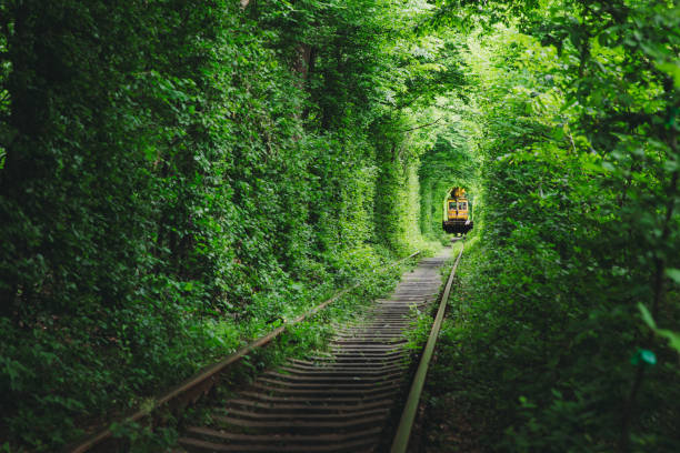 malerische randalische aussicht auf den zug im wunderschönen naturbelassenen grünen eisenbahntunnel bei sommersonnenaufgang - train tunnel stock-fotos und bilder