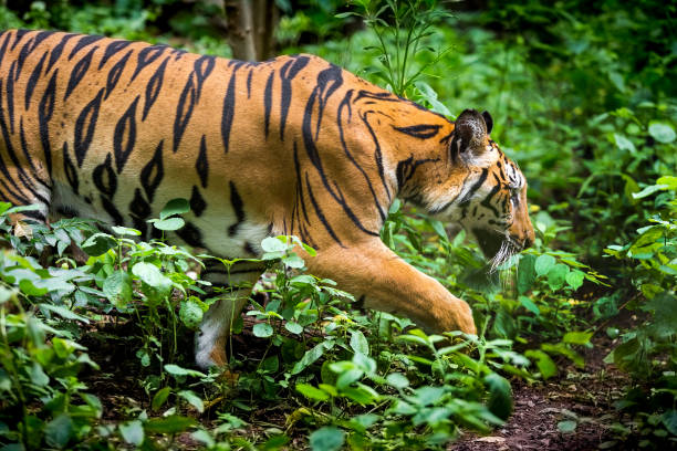 istock A tiger in a forest on a black background shows in the zoo. 1256119051
