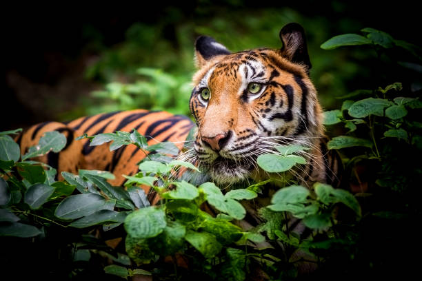 istock A tiger in a forest on a black background shows in the zoo. 1256119063