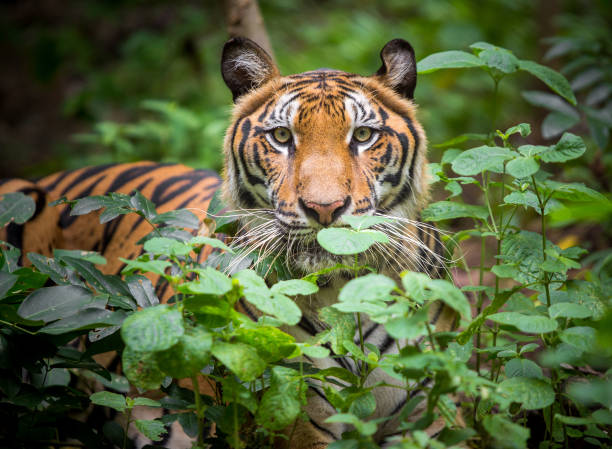 istock A tiger in a forest on a black background shows in the zoo. 1256119068