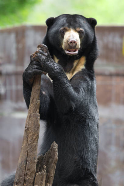 istock Black bears perched on trees in the zoo 1256119095