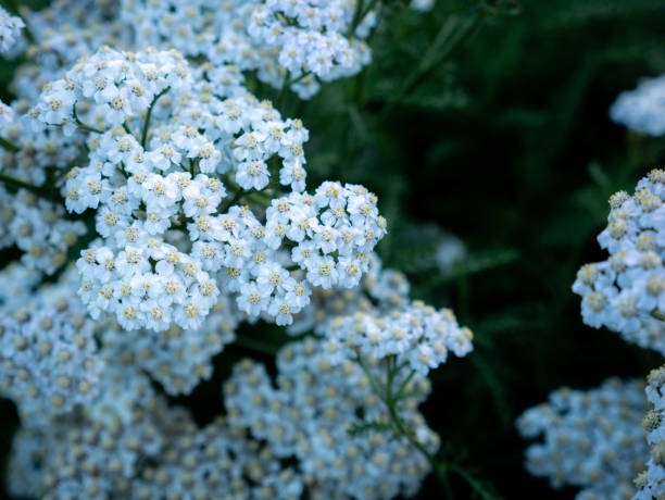 bando de flores achillea nobilis brancas florescendo - dewy sunflower - fotografias e filmes do acervo