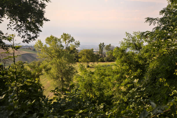 istock Trees on a hill at sunset framed by foliage 1256119126