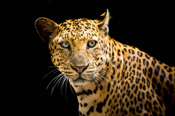 istock The leopard looks beautiful on a black background. 1256119197