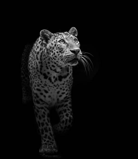 istock The leopard looks beautiful on a black background. 1256119214