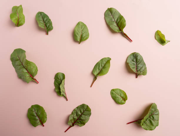 istock Mangold or swiss chard leaves on pink background 1256119219