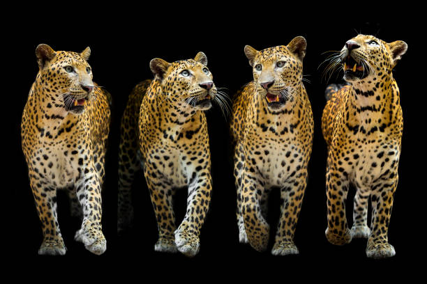 istock The leopard looks beautiful on a black background. 1256119224