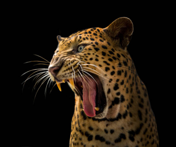 istock A roaring leopard looks fierce on a black background. 1256119225