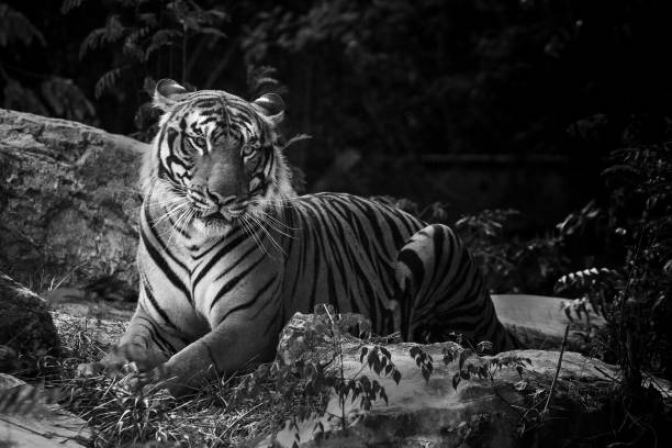 istock A tiger in a forest on a black background shows in the zoo. 1256119258