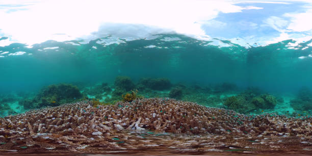 istock Coral reef and tropical fish underwater 360VR. Panglao, Philippines 1256121612
