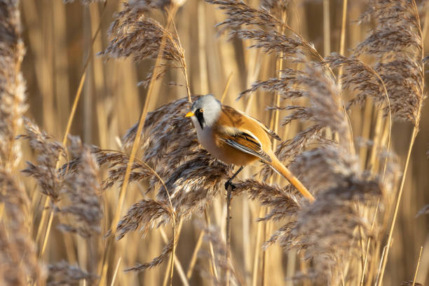 Bearded Reedling Bearded Tit in a reedbed in Norfolk