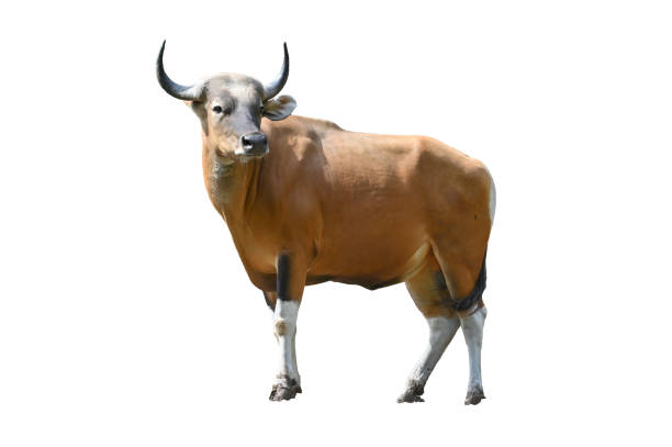 istock Banteng cow isolated on white background 1256122539