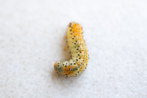 Close-Up caterpillar. Horizontal composition with copy space.