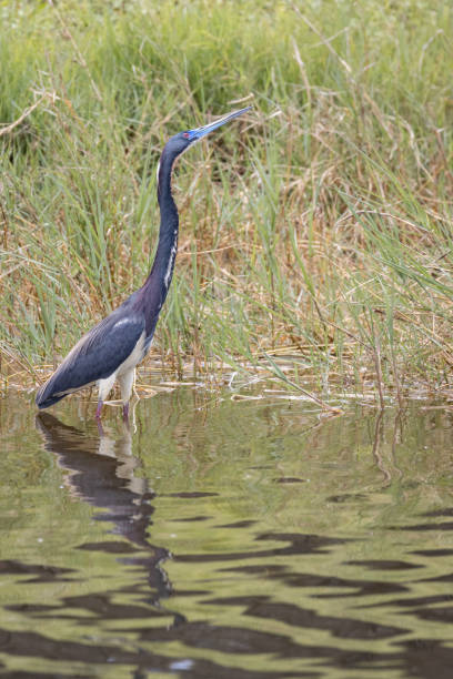istock Tricolored Heron in Florida 1256122746