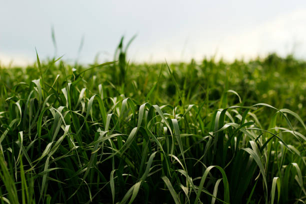 istock Agricultural field, grass. 1256124160