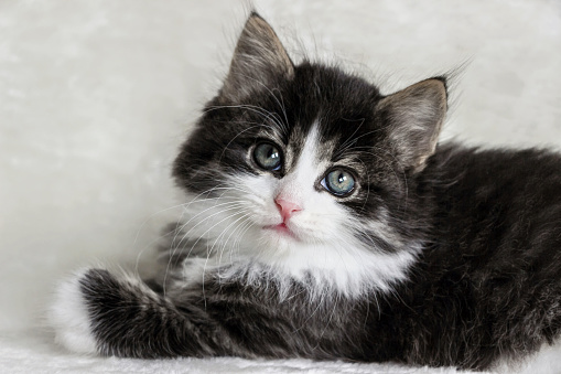 close up of a long hair Norwegian forest cat kitten