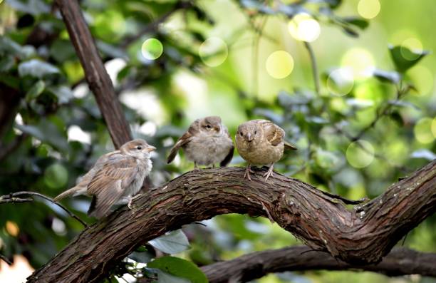 istock House Sparrows , Passer domesticus 1256124913