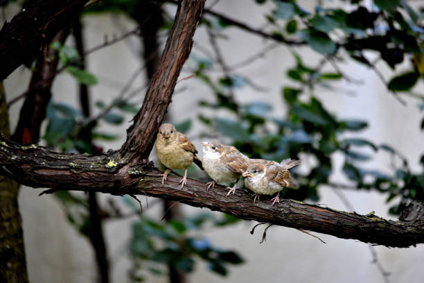 istock House Sparrows , Passer domesticus 1256124939