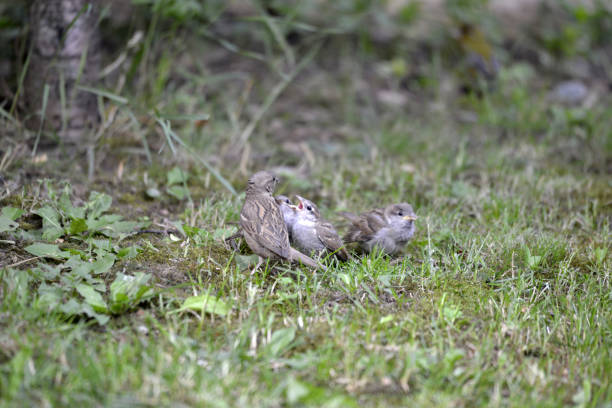 House Sparrow Passer domesticus bird in nature