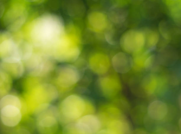 istock Natural outdoors bokeh background in green and yellow tones, Blurred green tree leaf background with bokeh 1256125011