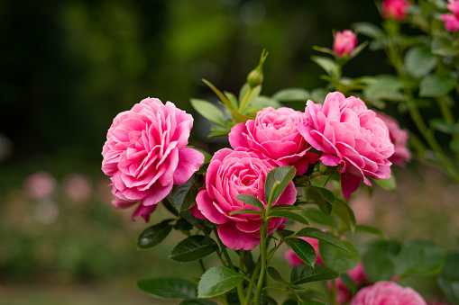 Beautiful Pink Camellia flower in morning sunlight, background with copy space, full frame horizontal composition