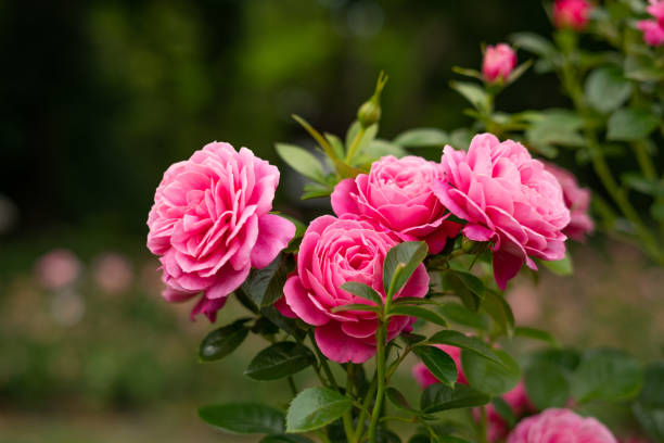 rosas rosas no jardim - beautiful rose - fotografias e filmes do acervo