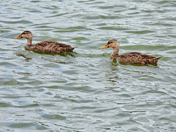 istock Mottled Ducks (Anas fulvigula) swimming in the Florida wetlands 1256125477