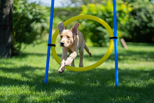 concentrated young labrador dog with his ears flying, jumping through agility hoop outdoors in garden on sunny summer day
