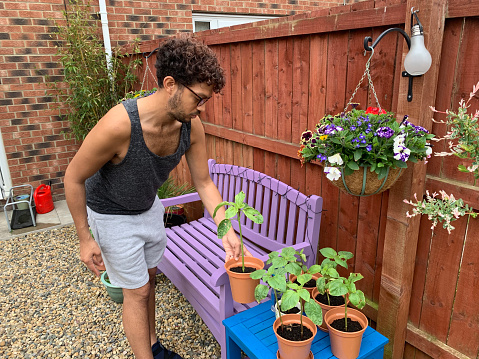 A side view of mixed race man moving the sunflowers to a better location to give them the best natural light they can get in his colourful garden in the North East of England.