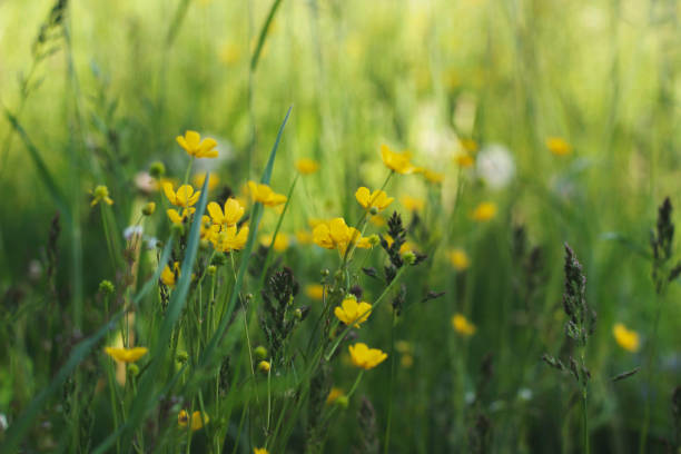 istock Flowers on the meadow. 1256126815