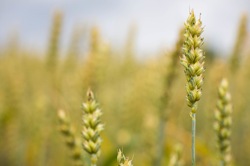 Golden wheat fields under a blue sky.