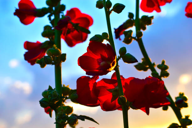 Mallow stems with red flowers in the evening sun