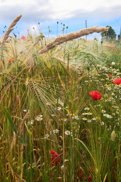 escena rural con grano y flores - flower red poppy sky fotografías e imágenes de stock